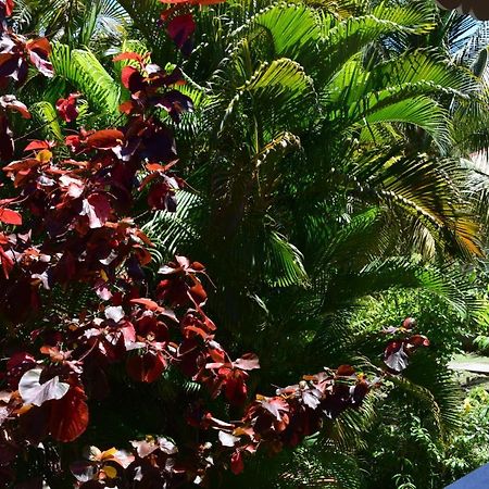 Jardin Sur Mer Terre-De-Haut Esterno foto